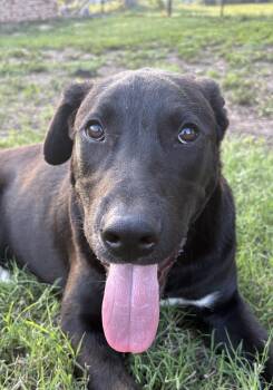 Black Labrador Retriever and Collie Dogs Available for Adoption in Boerne, Texas - Tootles | PetCurious