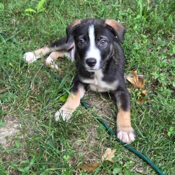 Nirvana -  Mixed Breed Dog for Adoption in Breese, Illinois - Nirvana | PetCurious
