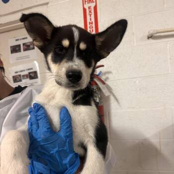 Husky and Shepherd Dogs Available for Adoption in Edinburg, Texas - Travis | PetCurious