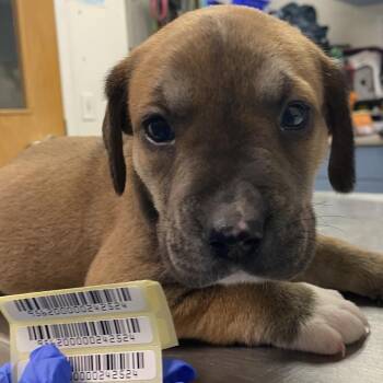 Angela Lopez -  Mixed Breed Dog for Adoption in Charleston, West Virginia - Angela Lopez | PetCurious