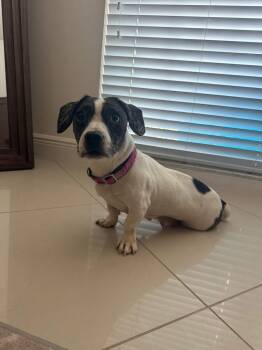 Rescue Dachshund Dogs for Adoption in Lutz, Florida - Cookie | PetCurious