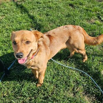 Laverne -  Dachshund Dog for Adoption in Plainfield, Illinois - Laverne | PetCurious