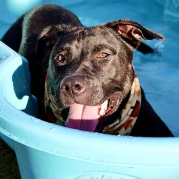 Rescue Mixed Breed Dogs for Adoption in Largo, Florida - Salsa | PetCurious