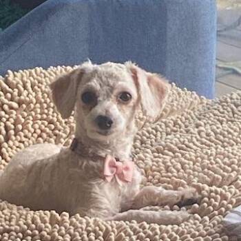 Poodle Dogs Available for Adoption in Chaska, Minnesota - Savannah | PetCurious