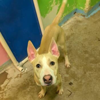 Rescue Labrador Retriever Dogs for Adoption - Ramon 4128 | PetCurious