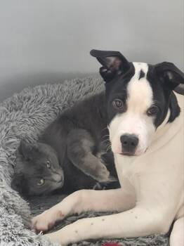 Mixed Breed Dogs Available for Adoption - Dim | PetCurious