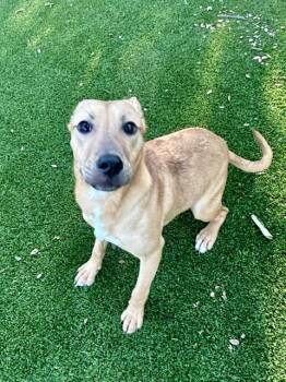 Maggie -  Mixed Breed and Terrier Dog for Adoption in Allen, Texas - Maggie | PetCurious