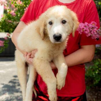 Lambchop -  Maremma Sheepdog and Great Pyrenees Dog for Adoption in Chester Springs, Pennsylvania - Lambchop | PetCurious