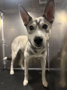 HEI HEI -  Husky Dog for Adoption in San Antonio, Texas - HEI HEI | PetCurious