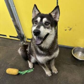 Checkers -  Mixed Breed Dog for Adoption in Spokane, Washington - Checkers | PetCurious