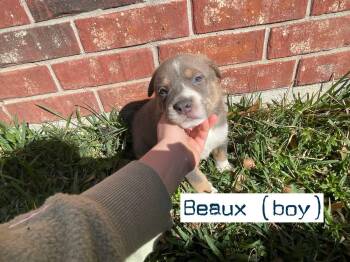Shar Pei and Husky Dogs Available for Adoption - Beaux | PetCurious