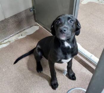 SAGE -  Labrador Retriever and American Staffordshire Terrier Dog for Adoption in Aurora, Illinois - SAGE | PetCurious