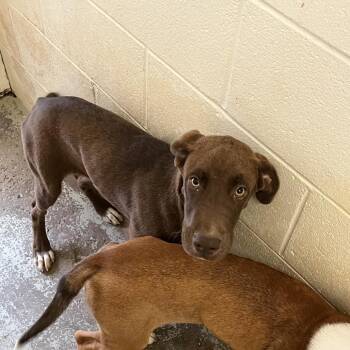 Addie -  Labrador Retriever and Great Dane Dog for Adoption in Smithfield, North Carolina - Addie | PetCurious
