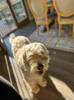 Poodle Dogs Available for Adoption in Salt Lake City, Utah - Hazel Bug | PetCurious