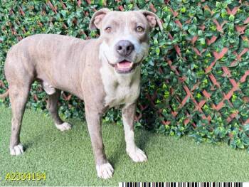 WOOFLES -  Mixed Breed Dog Available for Adoption in West Palm Beach, Florida - WOOFLES | PetCurious