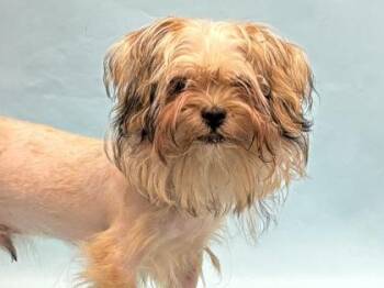 Kasada -  Mixed Breed Dog for Adoption in Golden Valley, Minnesota - Kasada | PetCurious