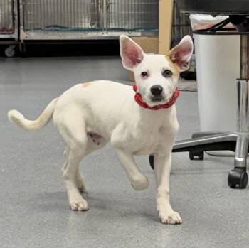 Zuko -  Shepherd Dog for Adoption in Manchester, Connecticut - Zuko | PetCurious