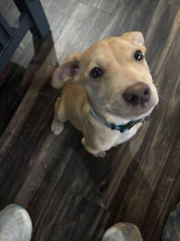CADDY -  Pit Bull Terrier and Shepherd Dog for Adoption in Broomfield, Colorado - CADDY | PetCurious