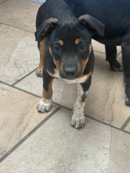 Rescue Mixed Breed Dogs for Adoption in Batesville, Arkansas - Molly | PetCurious