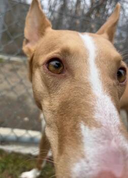 Portuguese Podengo Dogs Available for Adoption - June | PetCurious