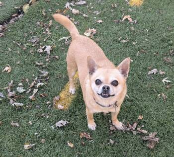 Rescue Chihuahua and Mixed Breed Dogs for Adoption in Johnston, Iowa - Virgil | PetCurious