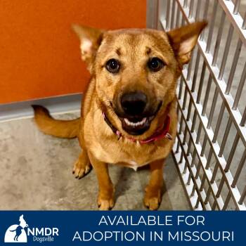 Basenji and Mixed Breed Dogs Available for Adoption in Peyton, Colorado - Honey Bun - Missouri AP26-162 | PetCurious