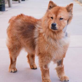 Sable -  Chow Chow Dog for Adoption in Palm Springs, California - Sable | PetCurious