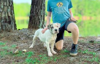Sub-Zero -  Pit Bull Terrier Dog for Adoption in Macon, Georgia - Sub-Zero | PetCurious