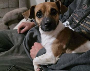 Ojitos -  Chihuahua Dog for Adoption in Minneapolis, Minnesota - Ojitos | PetCurious