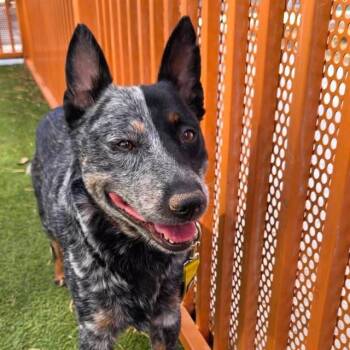 COBALT -  Australian Cattle Dog Blue Heeler Dog for Adoption in Las Vegas, Nevada - COBALT | PetCurious
