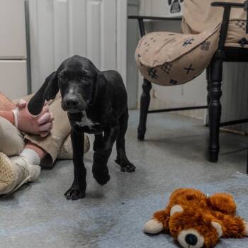 Hound Dogs Available for Adoption in Pawling, New York - Meatball | PetCurious