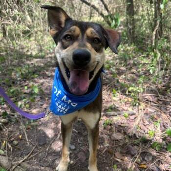 Mixed Breed Dogs Available for Adoption in Vieques, Vieques - Luna Del Pilar | PetCurious