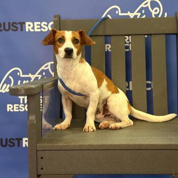 HAMPTON -  Terrier and Mixed Breed Dog for Adoption in Waterford, New Jersey - HAMPTON | PetCurious