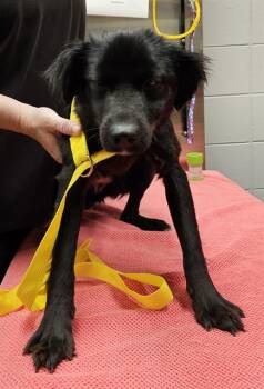 MACIE -  Australian Shepherd and Mixed Breed Dog for Adoption - MACIE | PetCurious