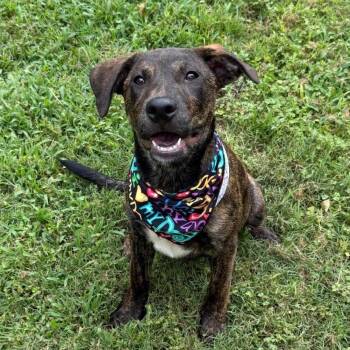 Buster Boo -  Labrador Retriever Dog for Adoption in Houston, Texas - Buster Boo | PetCurious