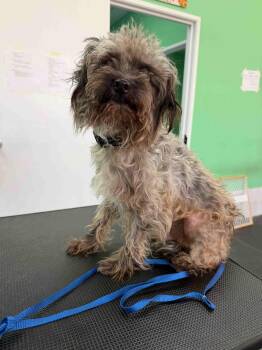 Fred -  Miniature Schnauzer and Yorkshire Terrier Dog for Adoption in Houston, Texas - Fred | PetCurious