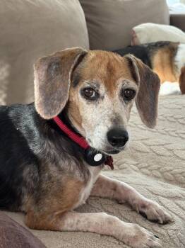 Ruby Red -  Beagle Dog for Adoption in Odessa, Florida - Ruby Red | PetCurious