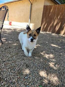 Tucker -  Terrier Dog for Adoption in Canon City, Colorado - Tucker | PetCurious