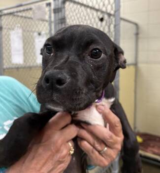 Pit Bull Terrier and Boxer Dogs Available for Adoption in Sioux City, Iowa - Elena | PetCurious