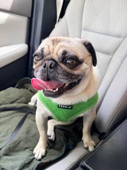 Pug Dogs Available for Adoption - Rowan | PetCurious