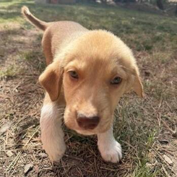 Gershwin -  Great Pyrenees Dog for Adoption in Denver, Colorado - Gershwin | PetCurious