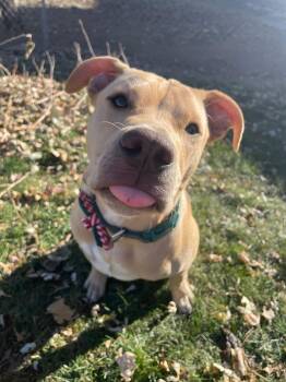 Luca -  Pit Bull Terrier and Labrador Retriever Dog for Adoption in Council Bluffs, Iowa - Luca | PetCurious