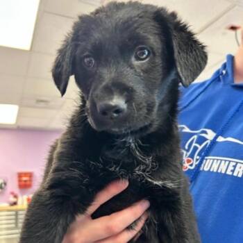 Black Labrador Retriever Dogs Available for Adoption - Tex | PetCurious