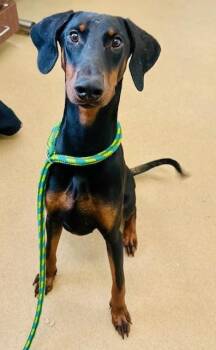 Doberman Pinscher Dogs Available for Adoption in Derwood, Maryland - JORDAN | PetCurious