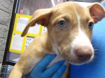 SOPHIE -  Pit Bull Terrier and Mixed Breed Dog for Adoption in Tulsa, Oklahoma - SOPHIE | PetCurious