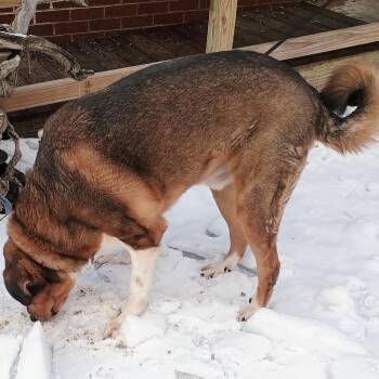 Bear -  Great Pyrenees and Rottweiler Dog for Adoption in Marion, Virginia - Bear | PetCurious