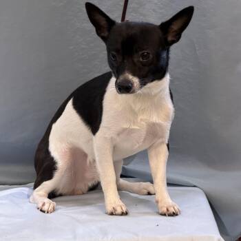 Max -  Chihuahua Dog for Adoption in Maynardville, Tennessee - Max | PetCurious