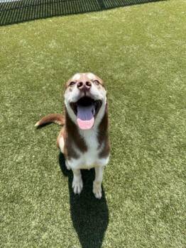 Denver -  Mixed Breed Dog for Adoption in Lafayette, Indiana - Denver | PetCurious