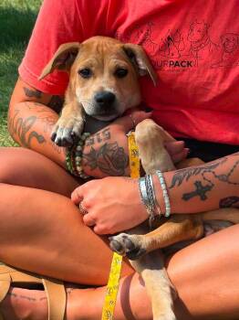 Pancake -  Labrador Retriever Dog for Adoption in New London, Wisconsin - Pancake | PetCurious