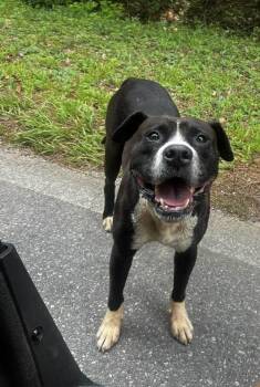 SHADOW -  Boxer Dog for Adoption in Newborn, Georgia - SHADOW | PetCurious
